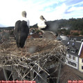 17_15-nest.jpg