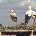 17_20-mast.jpg