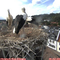 17_20-nest.jpg