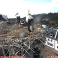 17_25-nest.jpg