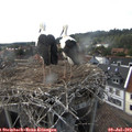 17_30-nest.jpg