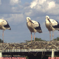 17_35-mast.jpg