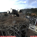 17_35-nest.jpg