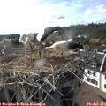 17_40-nest.jpg