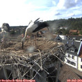17_45-nest.jpg