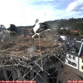 17_50-nest.jpg