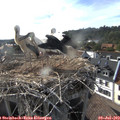 17_55-nest.jpg