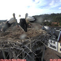 18_00-nest.jpg