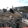 18_05-nest.jpg
