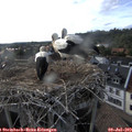 18_10-nest.jpg