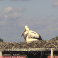 18_15-mast.jpg