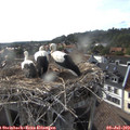 18_15-nest.jpg