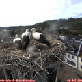 18_20-nest.jpg