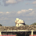 18_25-mast.jpg