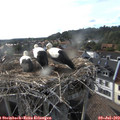 18_25-nest.jpg
