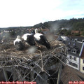 18_30-nest.jpg
