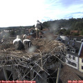 18_35-nest.jpg