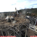18_40-nest.jpg