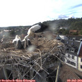18_45-nest.jpg