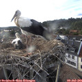 18_50-nest.jpg