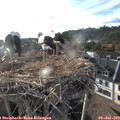 18_55-nest.jpg