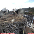 19_00-nest.jpg