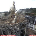 19_05-nest.jpg
