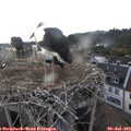 19_10-nest.jpg
