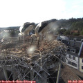 19_20-nest.jpg
