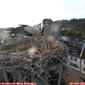 19_25-nest.jpg