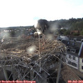 19_30-nest.jpg