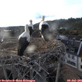 19_35-nest.jpg