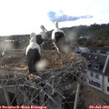 19_40-nest.jpg