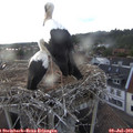 19_45-nest.jpg
