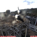 19_50-nest.jpg