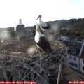 19_55-nest.jpg