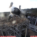 20_00-nest.jpg