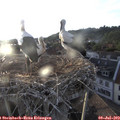 20_05-nest.jpg