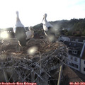 20_10-nest.jpg