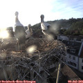 20_15-nest.jpg