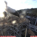 20_20-nest.jpg