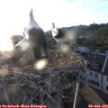 20_25-nest.jpg