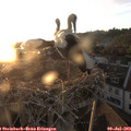 20_45-nest.jpg