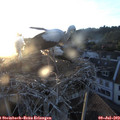 20_55-nest.jpg