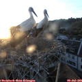 21_00-nest.jpg
