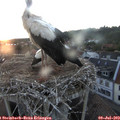 21_10-nest.jpg
