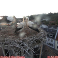 21_15-nest.jpg