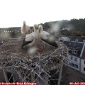 21_20-nest.jpg