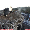 05_35-nest.jpg