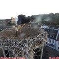 05_40-nest.jpg